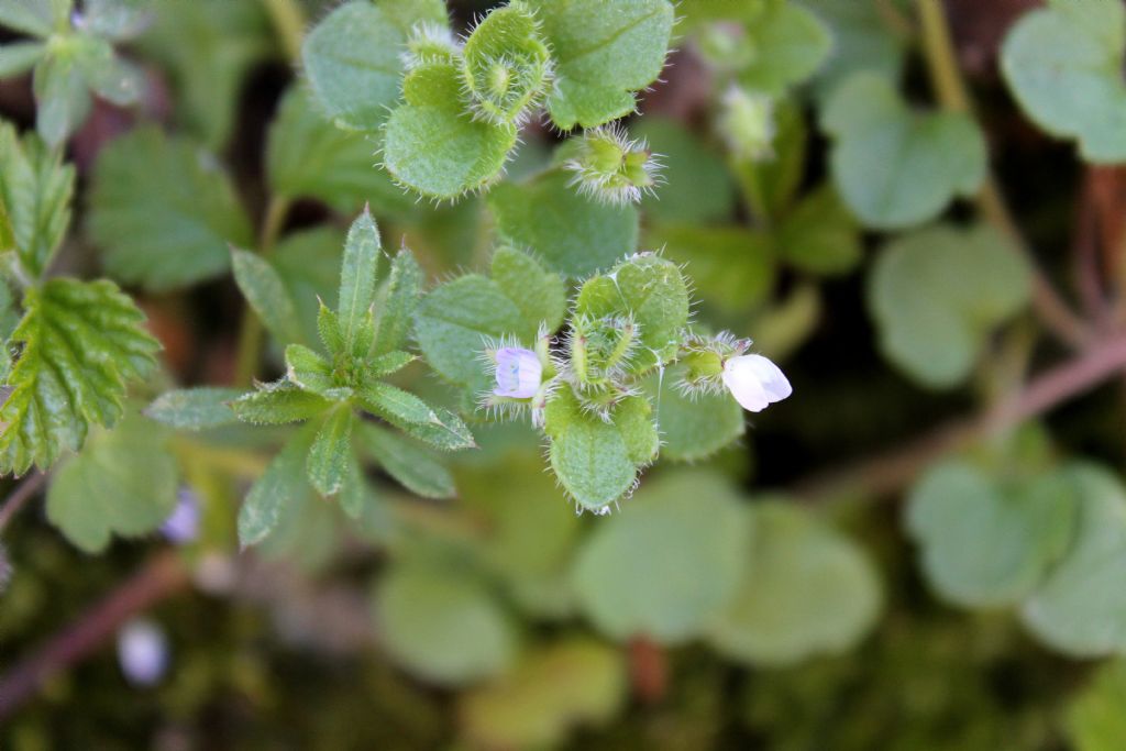 Veronica cymbalaria? no, Veronica hederifolia